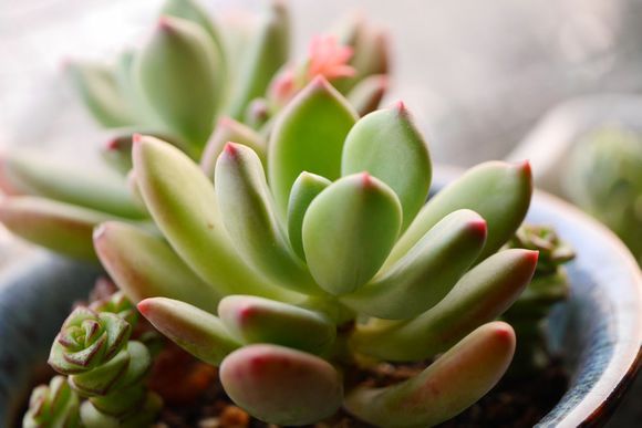 青星美人怎么養(yǎng)？青星美人怎么分株？【圖】