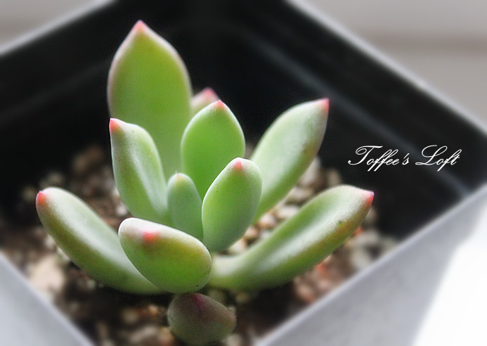 青星美人怎么養(yǎng)？青星美人怎么分株？【圖】