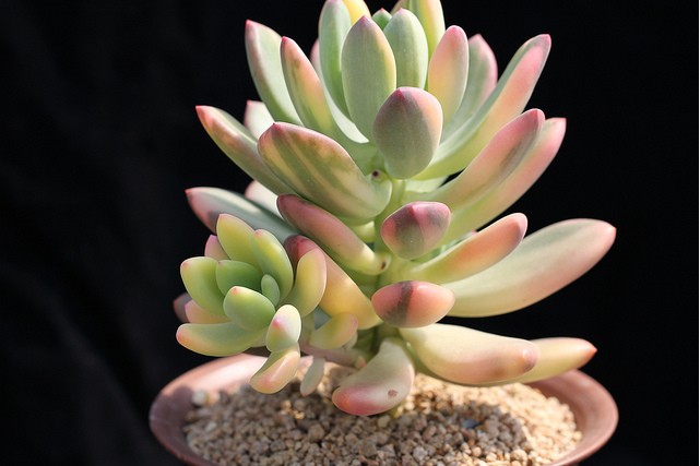 青星美人怎么養(yǎng)？青星美人怎么分株？【圖】