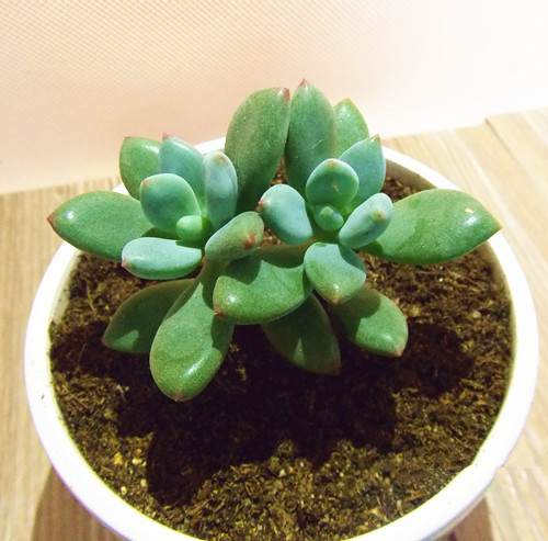 青星美人怎么養(yǎng)？青星美人怎么分株？【圖】