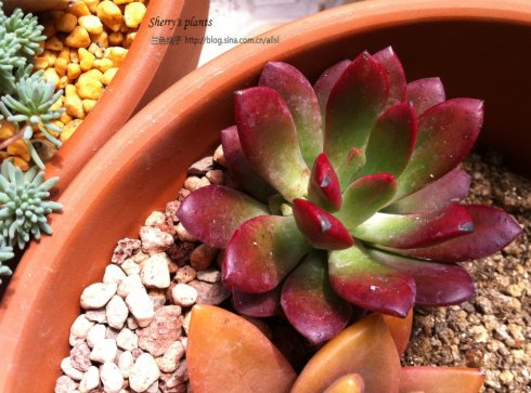 紅稚蓮多肉怎么養(yǎng)？紅稚蓮怎么養(yǎng)才能變紅？【圖】