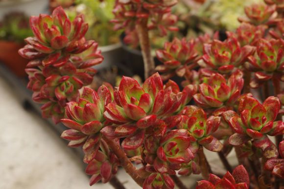 紅稚蓮多肉怎么養(yǎng)？紅稚蓮怎么養(yǎng)才能變紅？【圖】