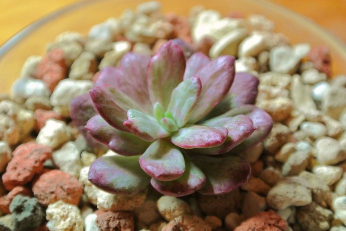 紅稚蓮多肉怎么養(yǎng)？紅稚蓮怎么養(yǎng)才能變紅？【圖】