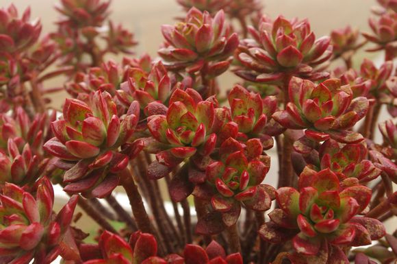 紅稚蓮多肉怎么養(yǎng)？紅稚蓮怎么養(yǎng)才能變紅？【圖】