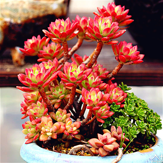 紅稚蓮多肉怎么養(yǎng)？紅稚蓮怎么養(yǎng)才能變紅？【圖】