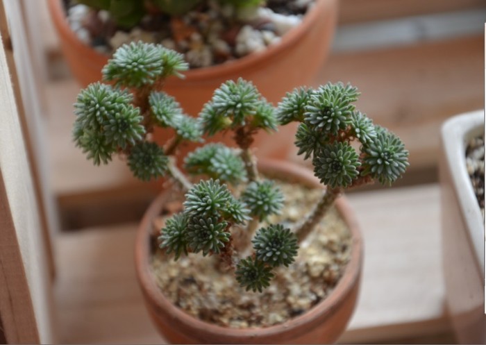 球松的養(yǎng)殖方法？球松多肉開完花會死?？【圖】