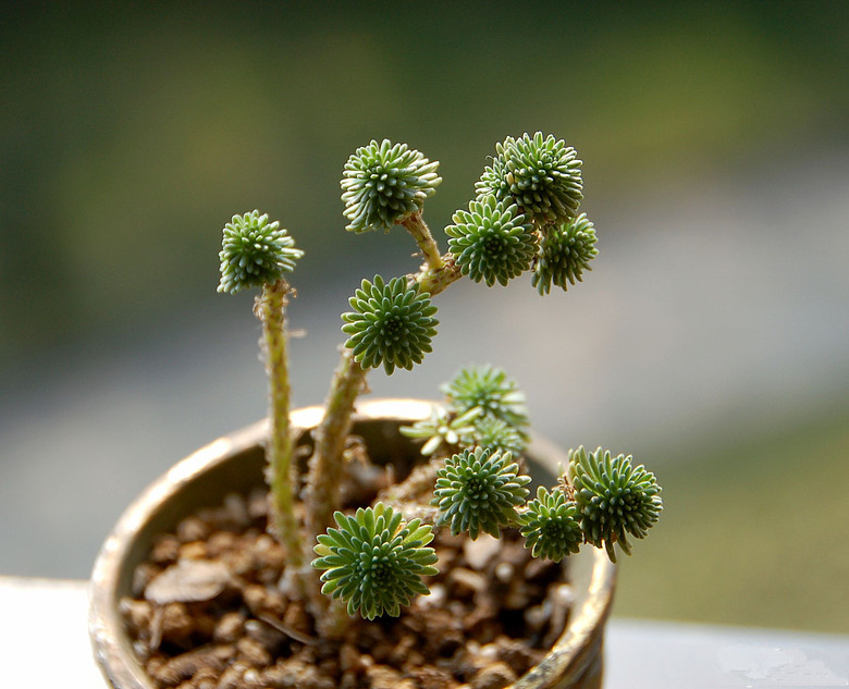 球松的養(yǎng)殖方法？球松多肉開完花會死?？【圖】