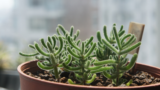 枝干番杏怎么養(yǎng)？枝干番杏跟碧光環(huán)區(qū)別？【圖】