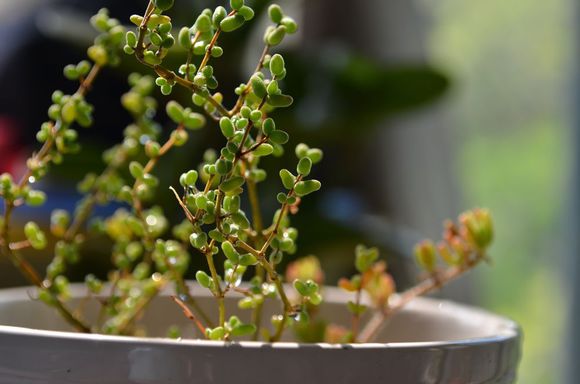 枝干番杏怎么養(yǎng)？枝干番杏跟碧光環(huán)區(qū)別？【圖】