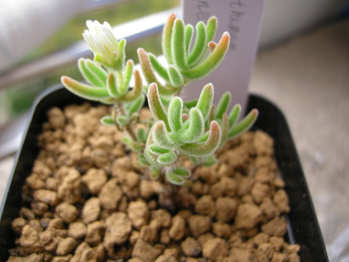 枝干番杏怎么養(yǎng)？枝干番杏跟碧光環(huán)區(qū)別？【圖】