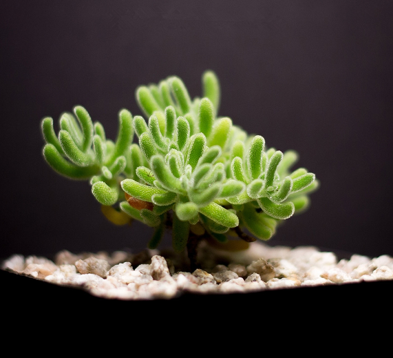 枝干番杏怎么養(yǎng)？枝干番杏跟碧光環(huán)區(qū)別？【圖】