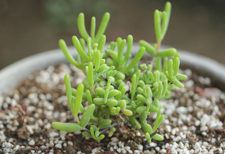 枝干番杏怎么養(yǎng)？枝干番杏跟碧光環(huán)區(qū)別？【圖】