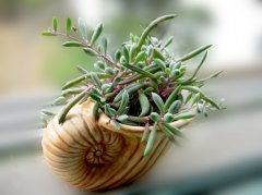 馬齒莧樹怎么只長高？馬齒莧樹怎么修剪？【圖】