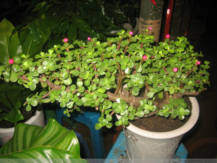 馬齒莧樹怎么只長高？馬齒莧樹怎么修剪？【圖】