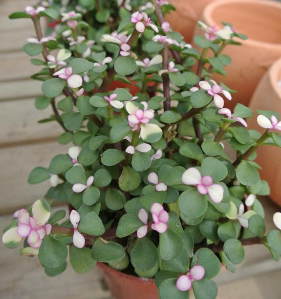 馬齒莧樹怎么只長高？馬齒莧樹怎么修剪？【圖】