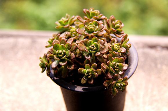 多肉植物小人祭怎么養(yǎng)？小人祭多肉怎么修剪？【圖】