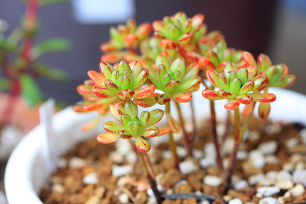 多肉植物小人祭怎么養(yǎng)？小人祭多肉怎么修剪？【圖】