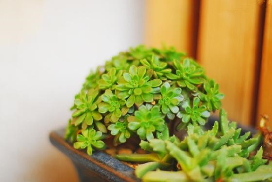 多肉植物小人祭怎么養(yǎng)？小人祭多肉怎么修剪？【圖】