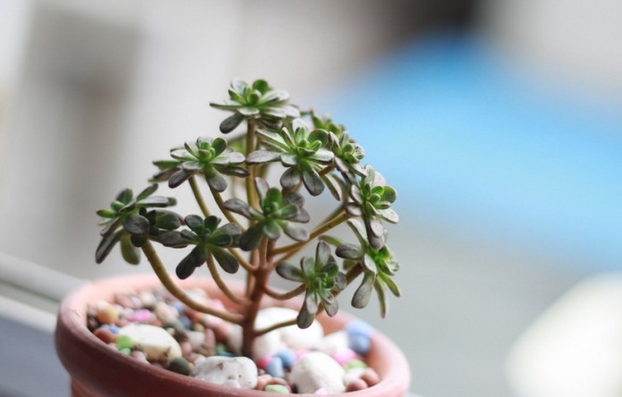 多肉植物小人祭怎么養(yǎng)？小人祭多肉怎么修剪？【圖】