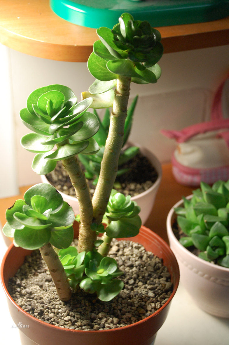 金錢木的養(yǎng)殖方法和注意事項(xiàng)？金錢木葉子發(fā)黃怎么辦？【圖】