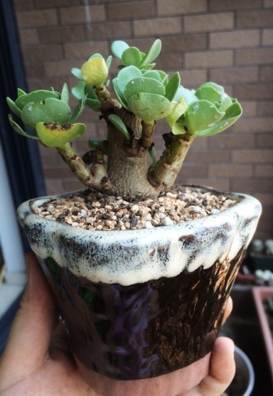 金錢木的養(yǎng)殖方法和注意事項(xiàng)？金錢木葉子發(fā)黃怎么辦？【圖】