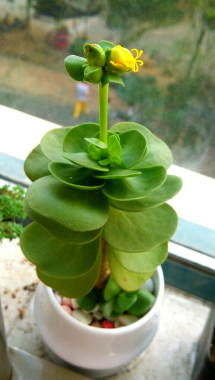 金錢木的養(yǎng)殖方法和注意事項(xiàng)？金錢木葉子發(fā)黃怎么辦？【圖】