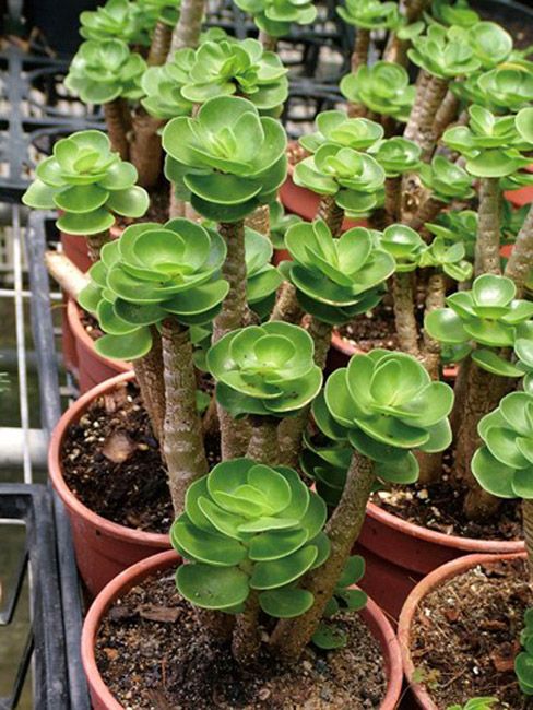 金錢木的養(yǎng)殖方法和注意事項(xiàng)？金錢木葉子發(fā)黃怎么辦？【圖】