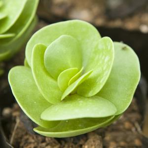 金錢木的養(yǎng)殖方法和注意事項(xiàng)？金錢木葉子發(fā)黃怎么辦？【圖】