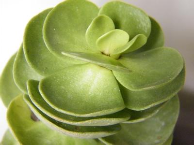 金錢木的養(yǎng)殖方法和注意事項(xiàng)？金錢木葉子發(fā)黃怎么辦？【圖】