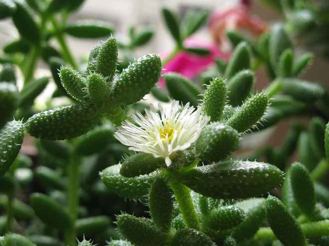 雷童養(yǎng)殖方法？雷童怎么養(yǎng)？【圖】