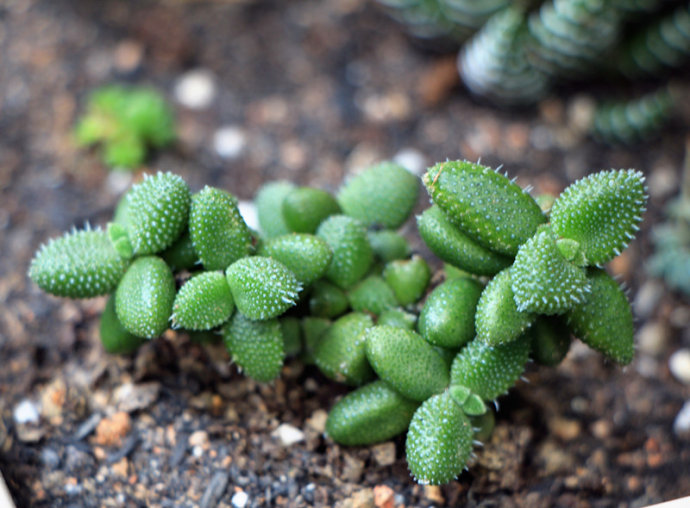 雷童養(yǎng)殖方法？雷童怎么養(yǎng)？【圖】