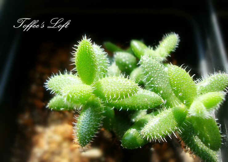 雷童養(yǎng)殖方法？雷童怎么養(yǎng)？【圖】