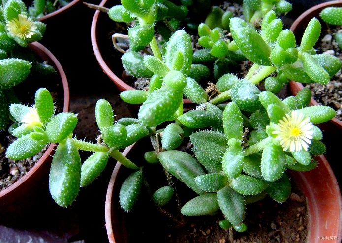 雷童養(yǎng)殖方法？雷童怎么養(yǎng)？【圖】