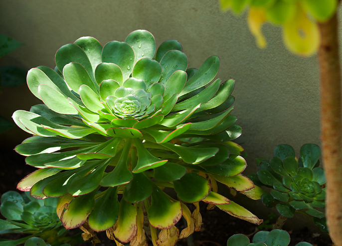 蓮花掌養(yǎng)殖方法？蓮花掌屬都有哪些品種？【圖】