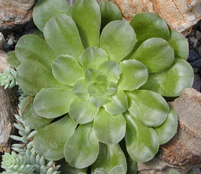 蓮花掌養(yǎng)殖方法？蓮花掌屬都有哪些品種？【圖】