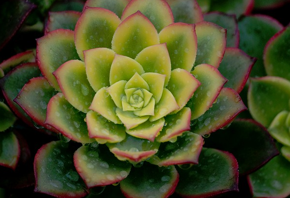 蓮花掌養(yǎng)殖方法？蓮花掌屬都有哪些品種？【圖】