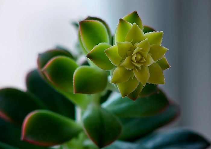 蓮花掌養(yǎng)殖方法？蓮花掌屬都有哪些品種？【圖】