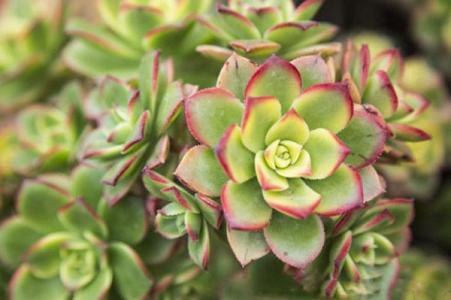 蓮花掌養(yǎng)殖方法？蓮花掌屬都有哪些品種？【圖】