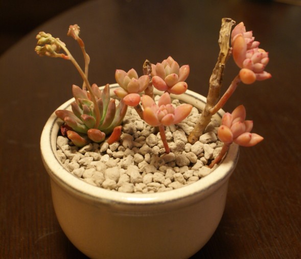 秋麗怎么養(yǎng)？黃麗和秋麗怎么區(qū)分？【圖】