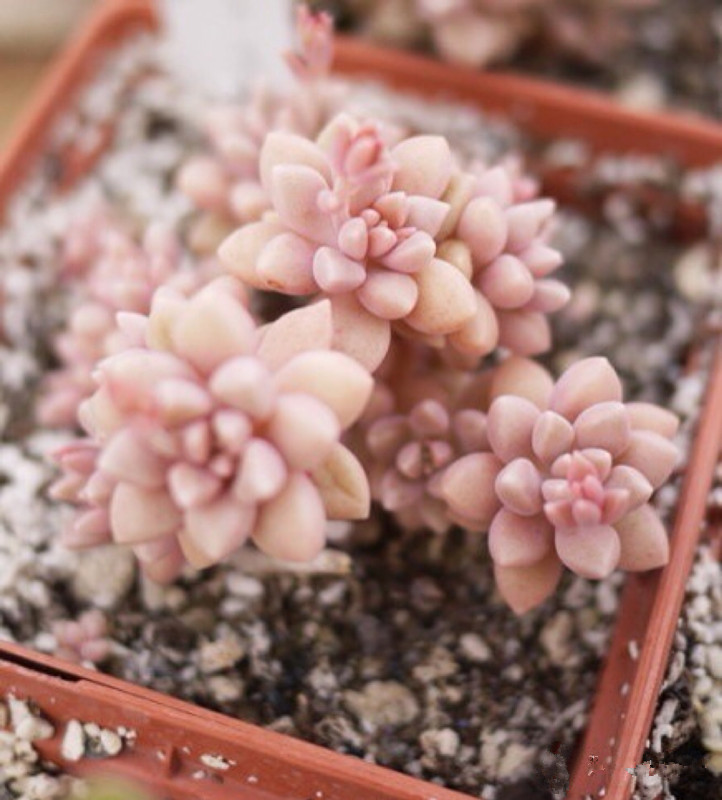 秋麗怎么養(yǎng)？黃麗和秋麗怎么區(qū)分？【圖】