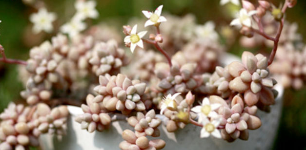 秋麗怎么養(yǎng)？黃麗和秋麗怎么區(qū)分？【圖】