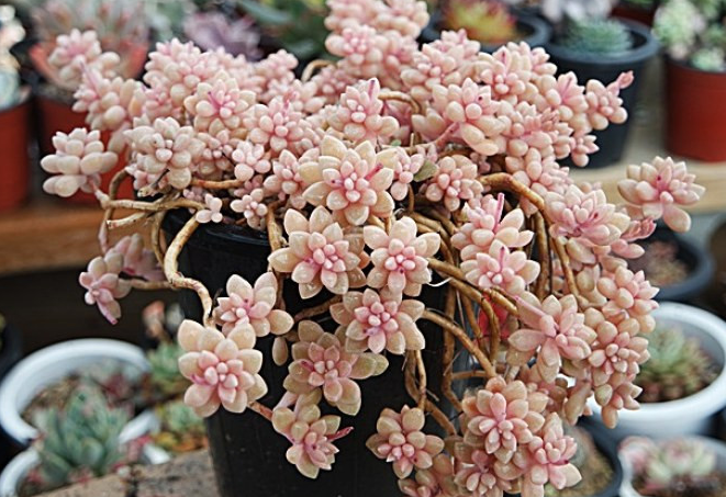 秋麗怎么養(yǎng)？黃麗和秋麗怎么區(qū)分？【圖】