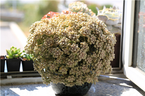 秋麗怎么養(yǎng)？黃麗和秋麗怎么區(qū)分？【圖】