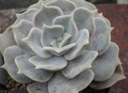 麗娜蓮怎么養(yǎng)？麗娜蓮的根長(zhǎng)什么樣子？【圖】