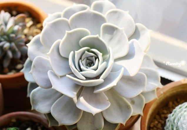 麗娜蓮怎么養(yǎng)？麗娜蓮的根長(zhǎng)什么樣子？【圖】