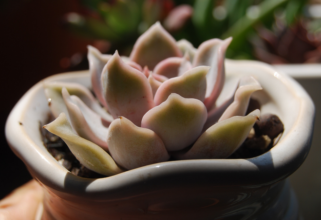 麗娜蓮怎么養(yǎng)？麗娜蓮的根長(zhǎng)什么樣子？【圖】