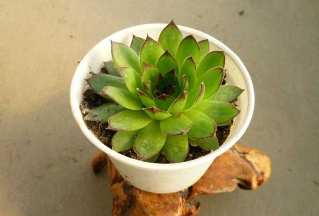 多肉觀音蓮的養(yǎng)殖方法？多肉觀音蓮爆盆？【圖】