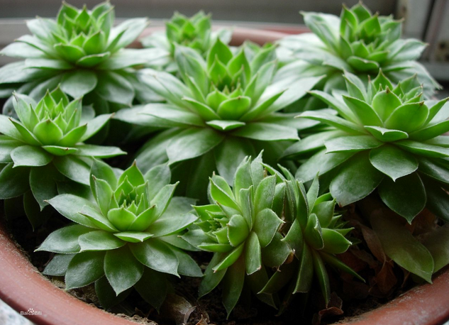 多肉觀音蓮的養(yǎng)殖方法？多肉觀音蓮爆盆？【圖】