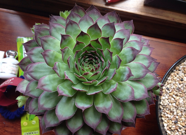 多肉觀音蓮的養(yǎng)殖方法？多肉觀音蓮爆盆？【圖】