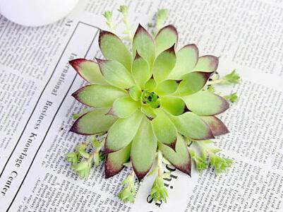 多肉觀音蓮的養(yǎng)殖方法？多肉觀音蓮爆盆？【圖】